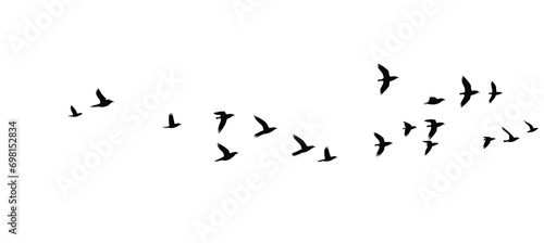black birds Flying. Isolated on transparent background ©  Mohammad Xte