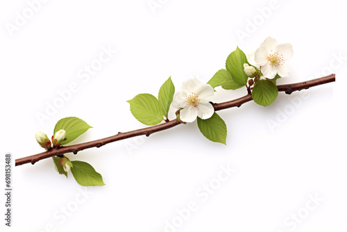 A beech bough, adorned with blossoms, sits isolated against a white canvas. photo