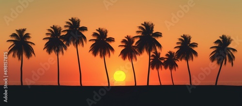 Palm tree shadows at dusk