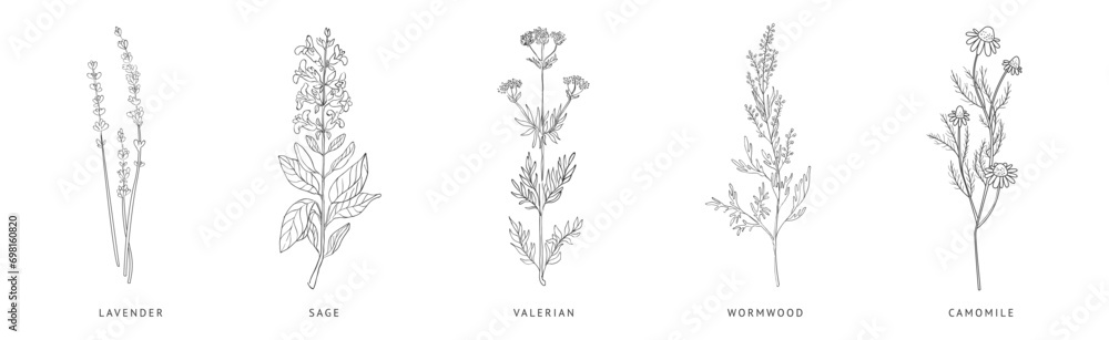 Medical Herbs and Plant Hand Drawn on Stem with Latin Names Vector Set