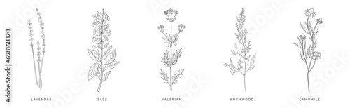 Medical Herbs and Plant Hand Drawn on Stem with Latin Names Vector Set photo