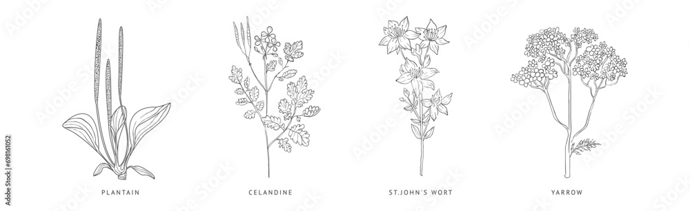 Medical Herbs and Plant Hand Drawn on Stem with Latin Names Vector Set Medical Herbs and Plant Hand Drawn on Stem with Latin Names Vector Set