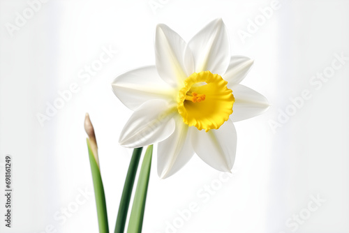 Daffodil white background - Generative AI