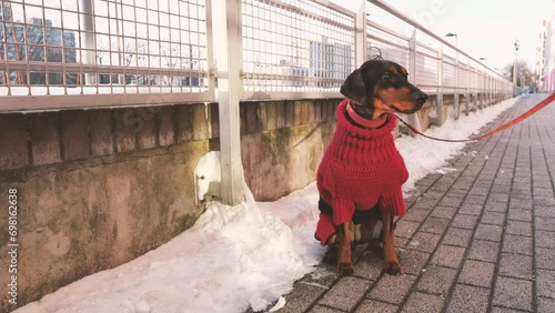 Dog is waitnig for the owner outside