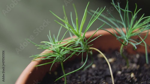 Yaung pinetrees spring at home