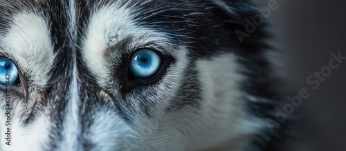 Focus on the darkened blue eye of a Siberian Husky.