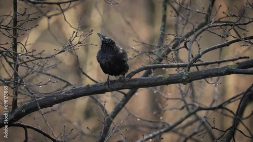 Blackbird, black crow on a branch