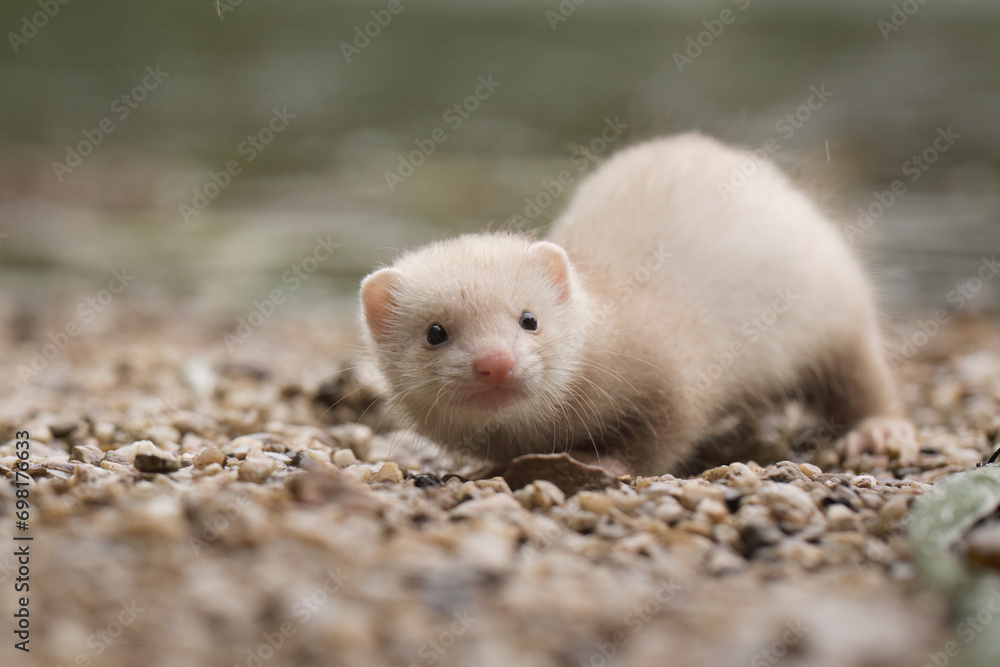 Champagne baby ferret exploring a gravel beach near lake Champagne baby ferret exploring a gravel beach near lake