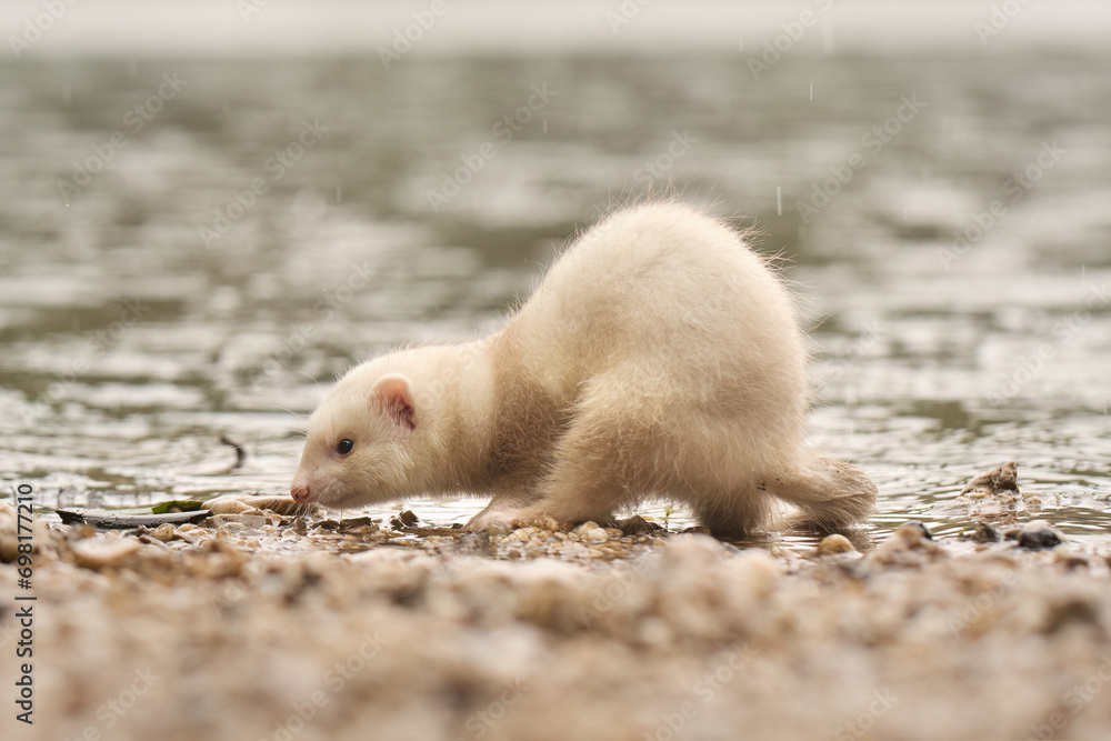 Champagne baby ferret exploring a gravel beach near lake Champagne baby ferret exploring a gravel beach near lake