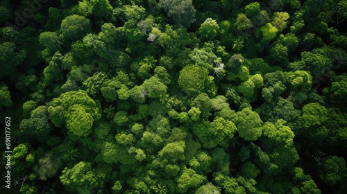 From a bird's eye view, we can see a green forest with many different kinds of trees and plants, macro photography, Tropical, 64K, high detail