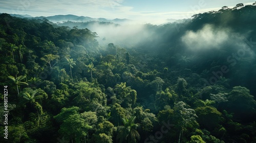 Overhead shot of dense tropical rainforests