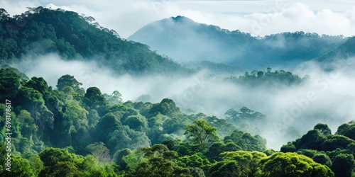 Rainforest landscape with trees and fog - theme conservation, climate change and renewable energy 