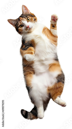 Cute Calico cat lying on back and showing belly isolated on white or transparent background, png clipart, design element. Easy to place on any other background.