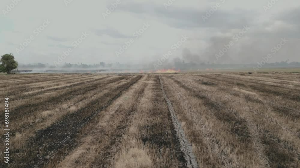 Open burning at the rice paddy field after harvest. Aerial drone shot Open burning at the rice paddy field after harvest. Aerial drone shot