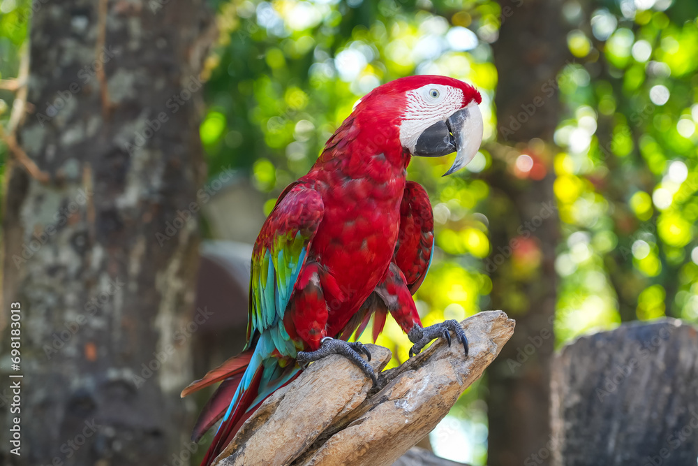 Colorful macaw on the tree. Beautiful nature of wildlife closeup face of a parrot is red on the green background.