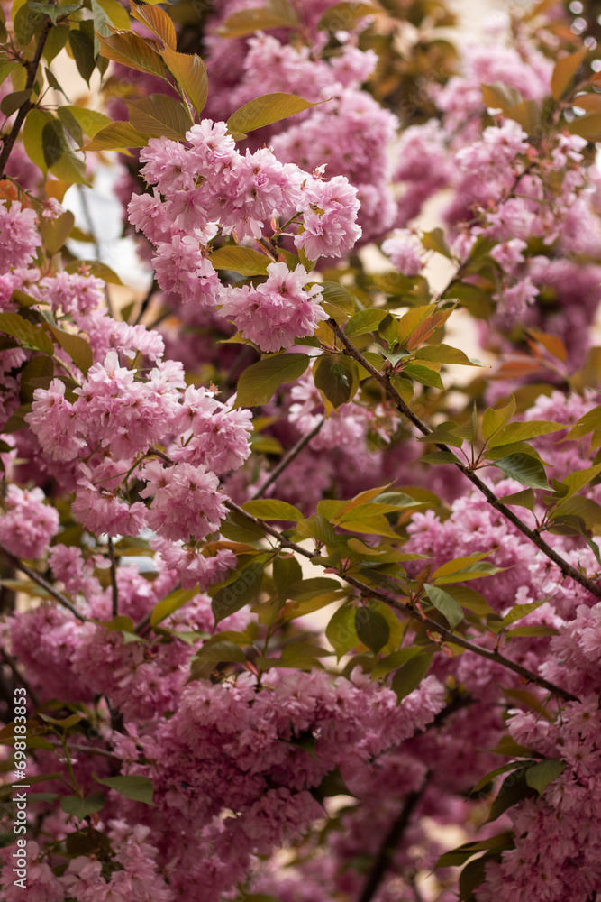 Pink sakura blossoms. Cherry tree in full bloom.