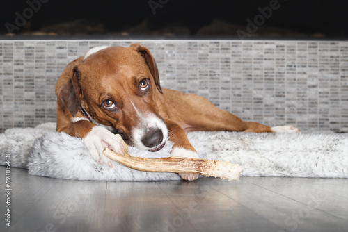 Happy dog chewing on antler while looking at camera. Puppy dog gnawing on a long antler lying on a pillow. Dental health and mental enrichment toy. 2 years old female Harrier mix dog. Selective focus. photo