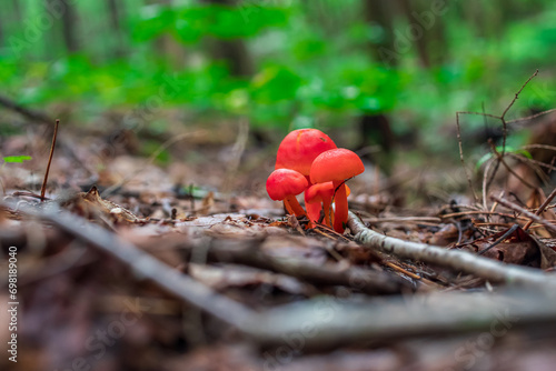 red boletus fungi mushroom growing from the forest floor with blurred green background