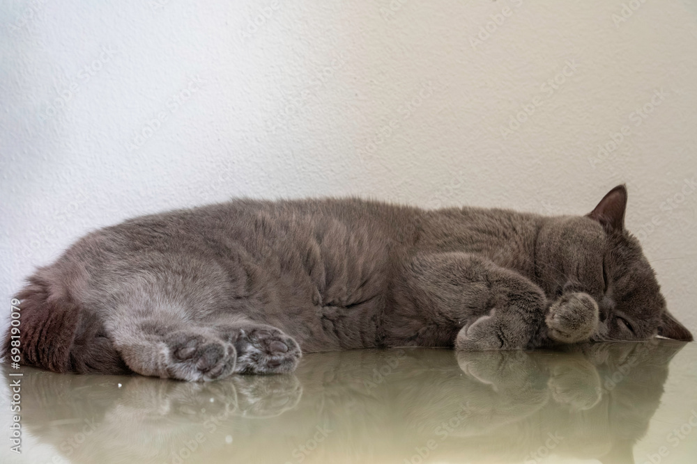 Young adult gray British Shorthair cat lying on work desk sleeping.