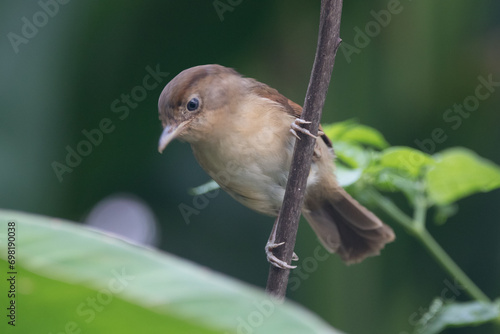 The Javan fulvetta (Alcippe pyrrhoptera) is a species of bird in the family Alcippeidae. It is endemic to Indonesia photo