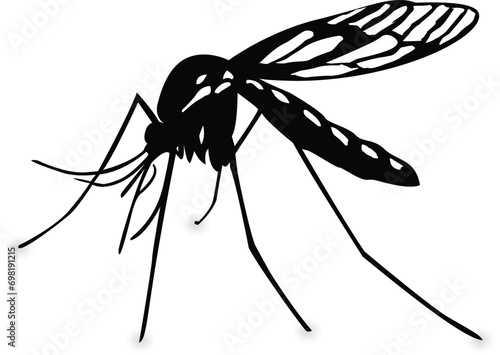 dragonfly on a white background