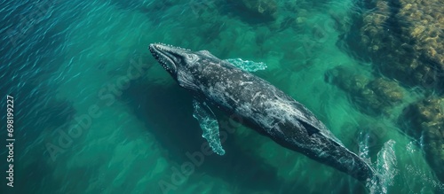 Grey whale eschrichtius robustus feeding underwater in Baja California, Mexico as seen from above. photo