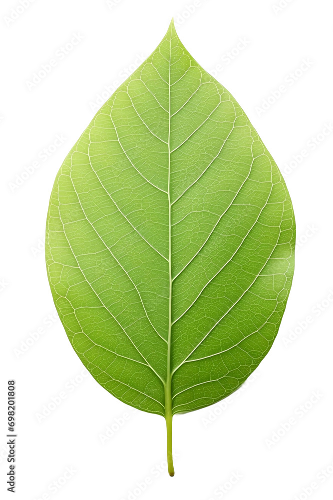 Obraz premium green leaf isolated on white background