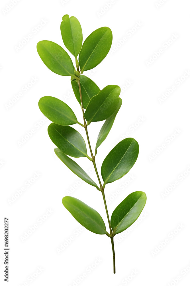 green leaves isolated on white background