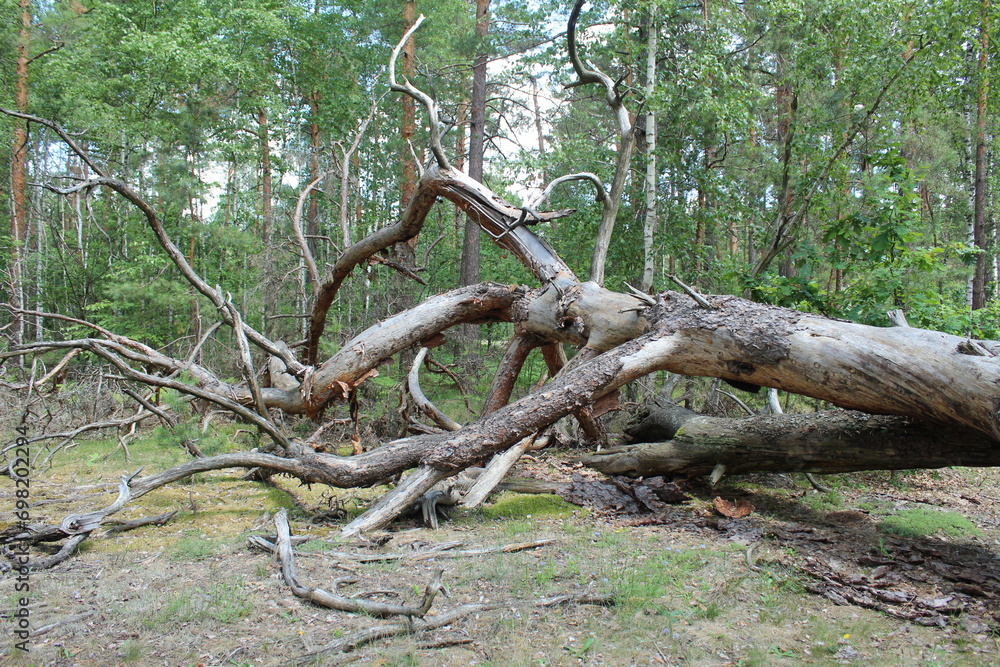 A tree lies on the ground in the forest. Concept of destruction. Storm in the Woods A tree lies on the ground in the forest. Concept of destruction. Storm in the Woods