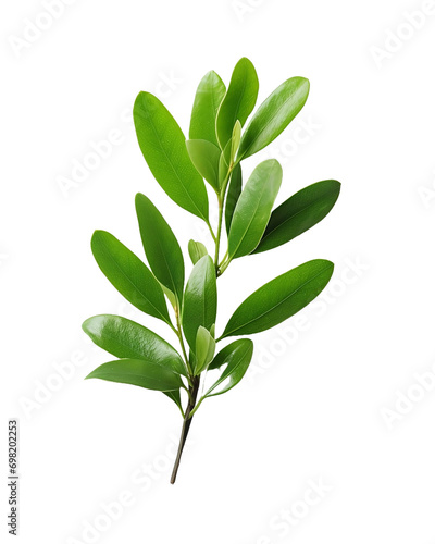 green plant isolated on white background