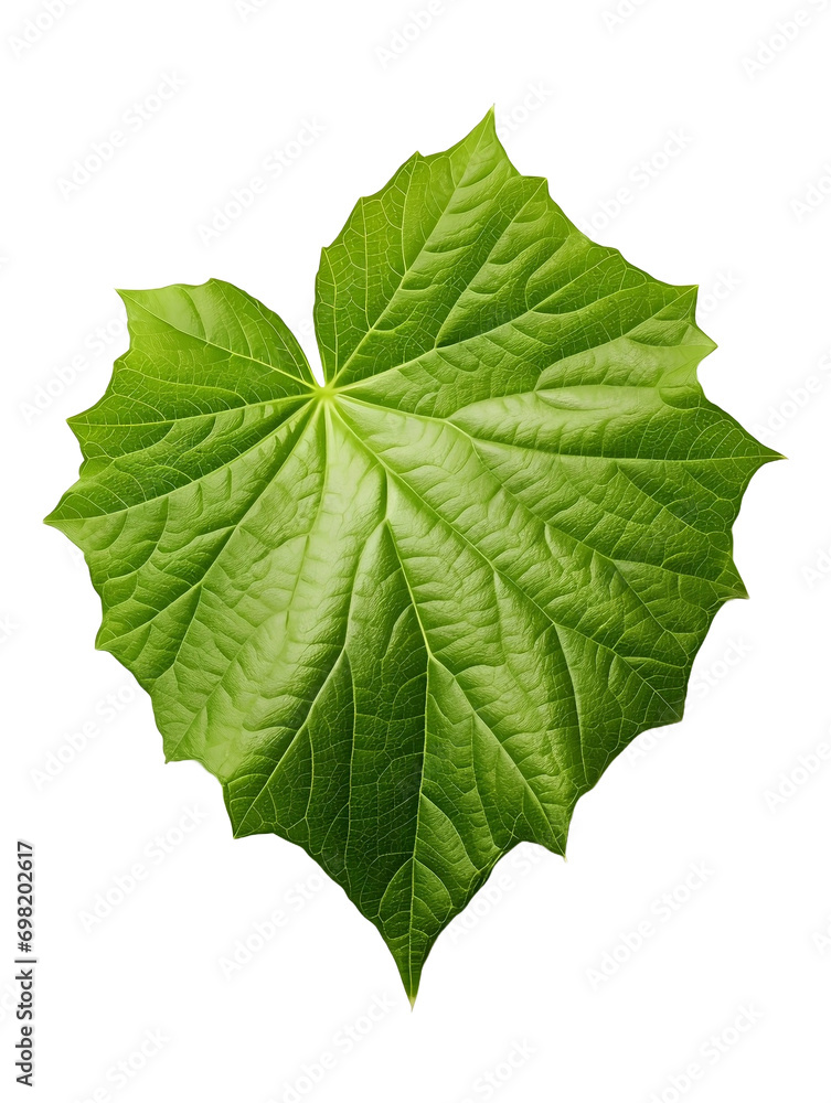 green leaf isolated on white background green leaf isolated on white background