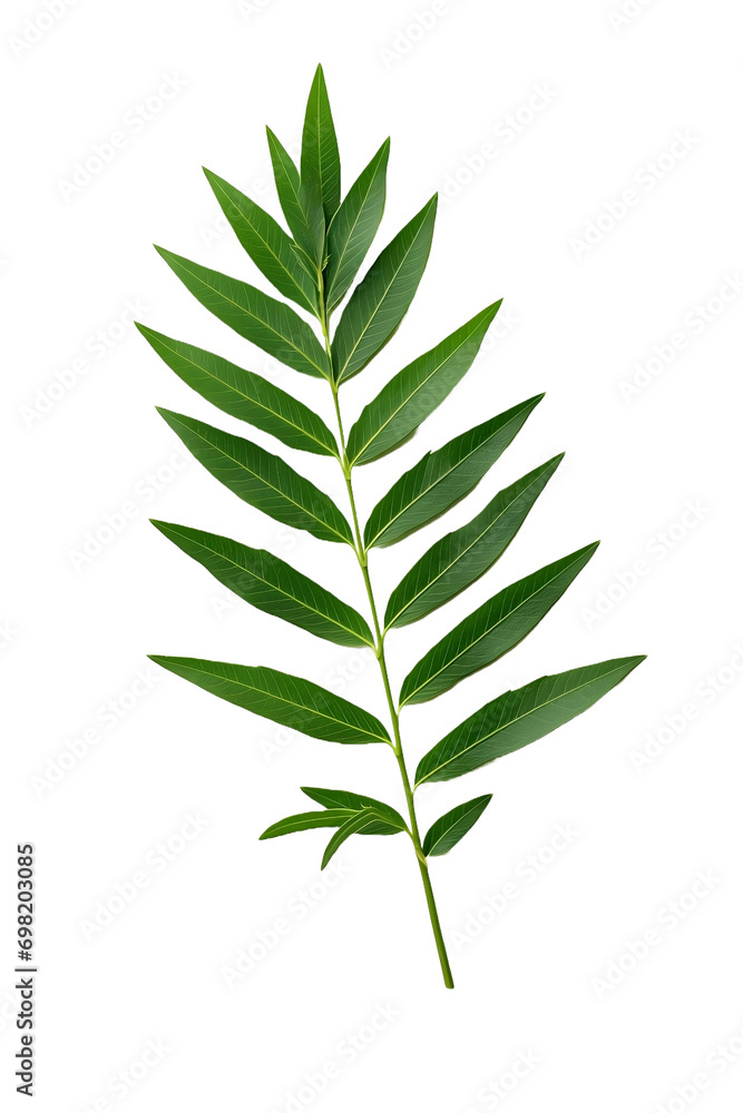 yew leaf isolated on white background