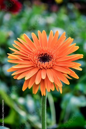 фотографія leaf flower spring plant natural blossom gerbera barberton daisy