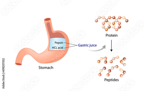 Protein Digestion in stomach. Gastric juice, pepsin and hydrochloric acid, digesting and breaking the protein into small peptides. Vector illustration.