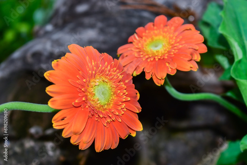 Fotografie leaf flower spring plant natural blossom gerbera barberton daisy