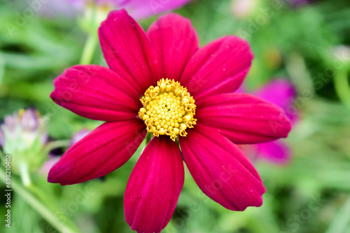 leaf flower spring plant natural blossom cosmos flower