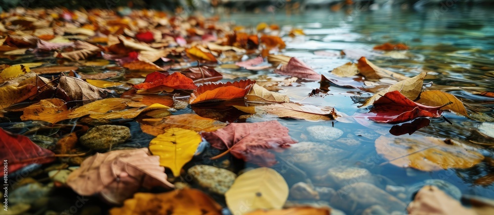 Fall foliage and pool debris. Fall foliage and pool debris.