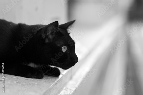 Black Cat