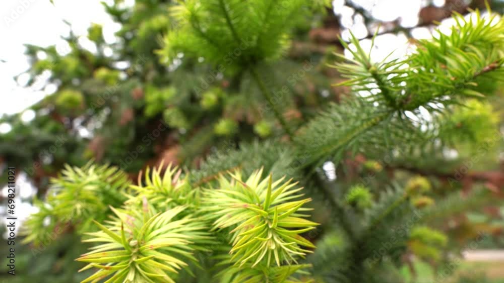 Beautiful branch of a christmas tree in a large park Beautiful branch of a christmas tree in a large park