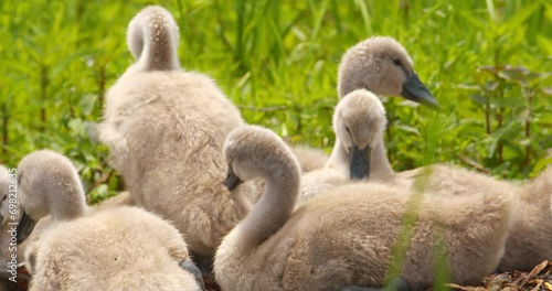 Close up shot of adorable baby swans in their nest preening