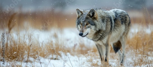 A winter's day, a gray wolf walking in a snowy field