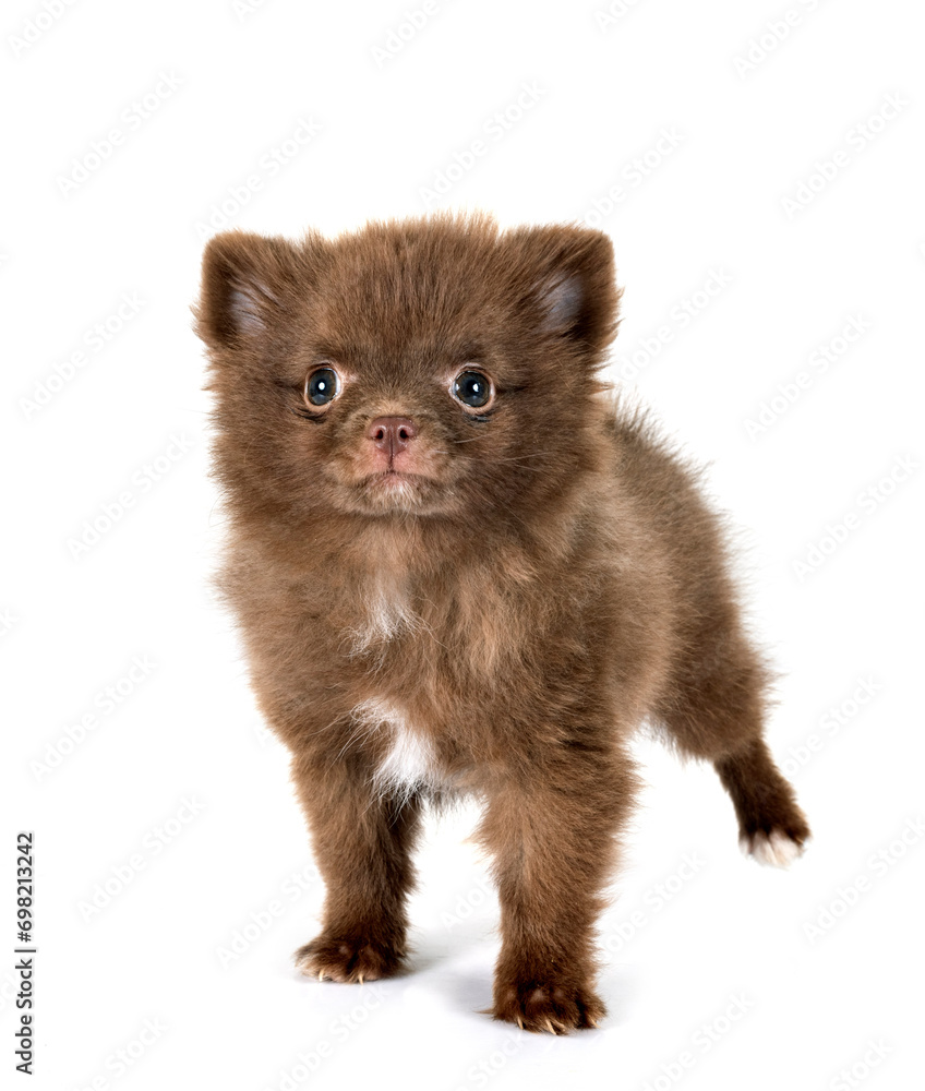 Obraz premium puppy pomeranian in studio