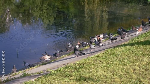 A flock of wild pigeons bathes in the lake and basks in the sun in a town garden. Video 40 seconds. Birds rest on the shore of a pond in the Central City Park of Trostianets, Sumy Oblast, Ukraine photo