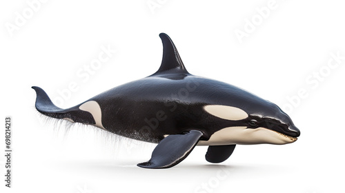 Side view Killer Whale. Isolated on white background