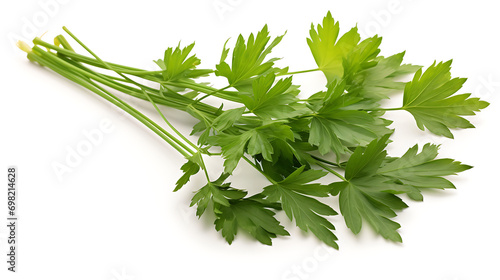 Fresh Green Lovage on White Background