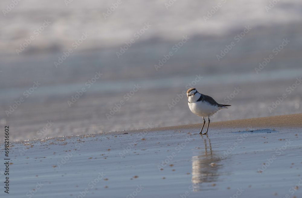 Kentish plover in the wild mediterranean beach Kentish plover in the wild mediterranean beach
