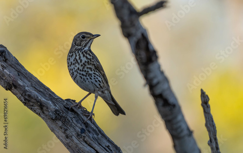 song thrush on the branch	