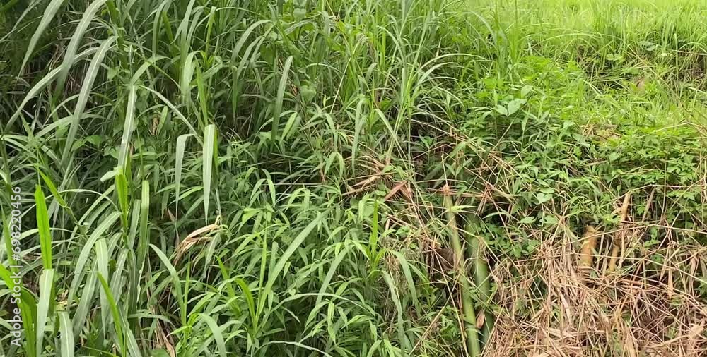 reeds and wild grass that fill the edge of the rice fields reeds and wild grass that fill the edge of the rice fields