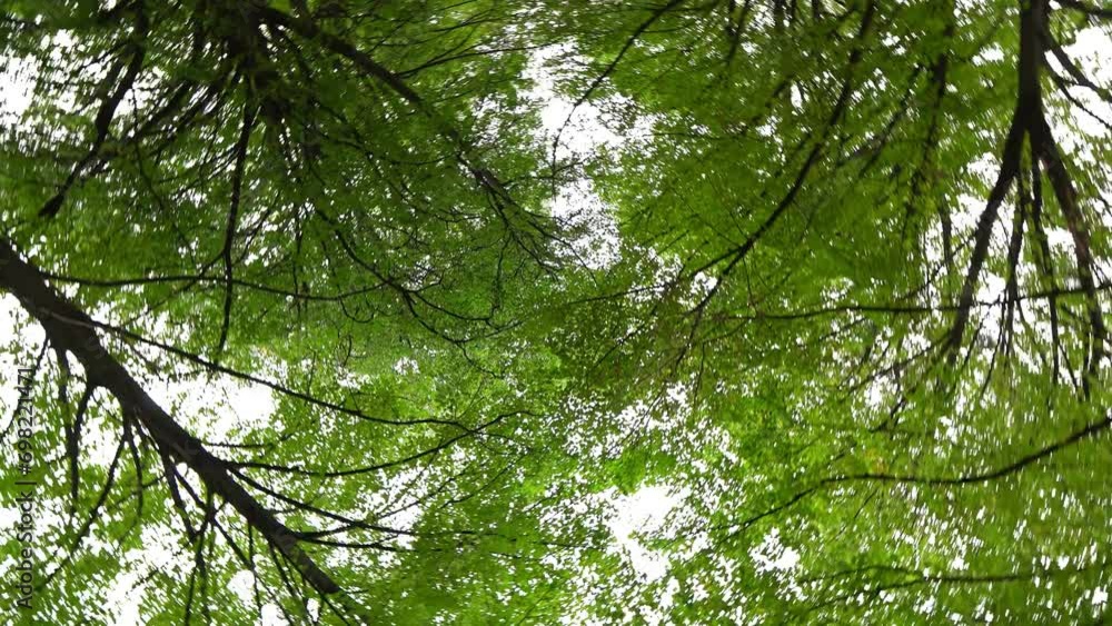 Walking through the park, spinning with green branches Walking through the park, spinning with green branches