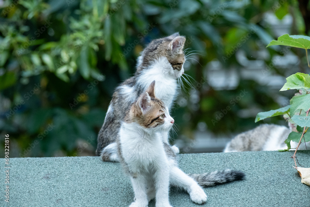 Obraz premium tree baby gray-white cats